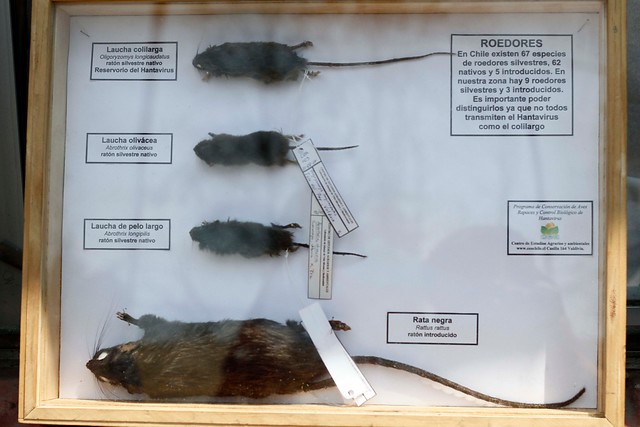 Tres especies de roedores del Jurásico son la misma