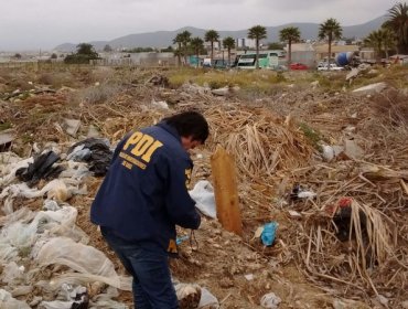 Se encontraron osamentas humanas en humedal de Playa de Coquimbo