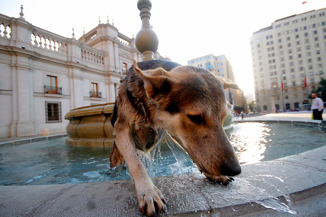 Los cuidados que debes tener con tu mascota con la llegada del calor