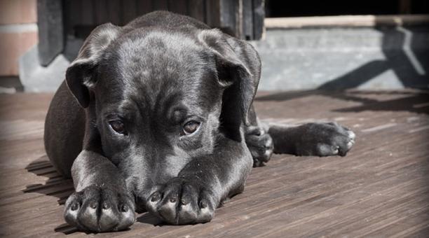 Hombre guardó cachorro en casillero mientras compraba en supermercado de Lima