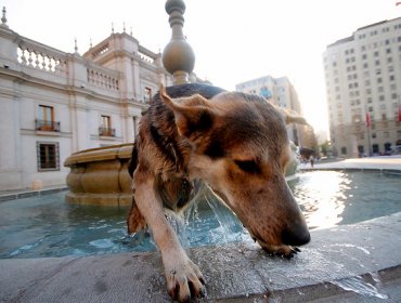 Los cuidados que debes tener con tu mascota con la llegada del calor