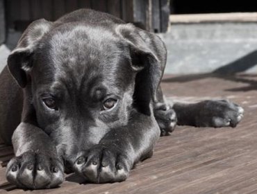 Hombre guardó cachorro en casillero mientras compraba en supermercado de Lima