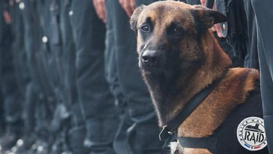 Rusia ofrece a Francia un cachorro de perro policía para reemplazar a Diesel