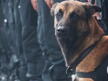 Rusia ofrece a Francia un cachorro de perro policía para reemplazar a Diesel