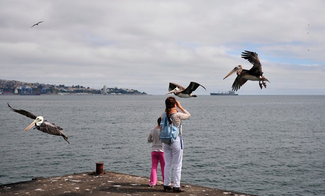 Humanos y aves comparten el mecanismo para producir sonido