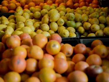 Ministro de Agricultura declaró a Chile como libre de la Mosca de la Fruta