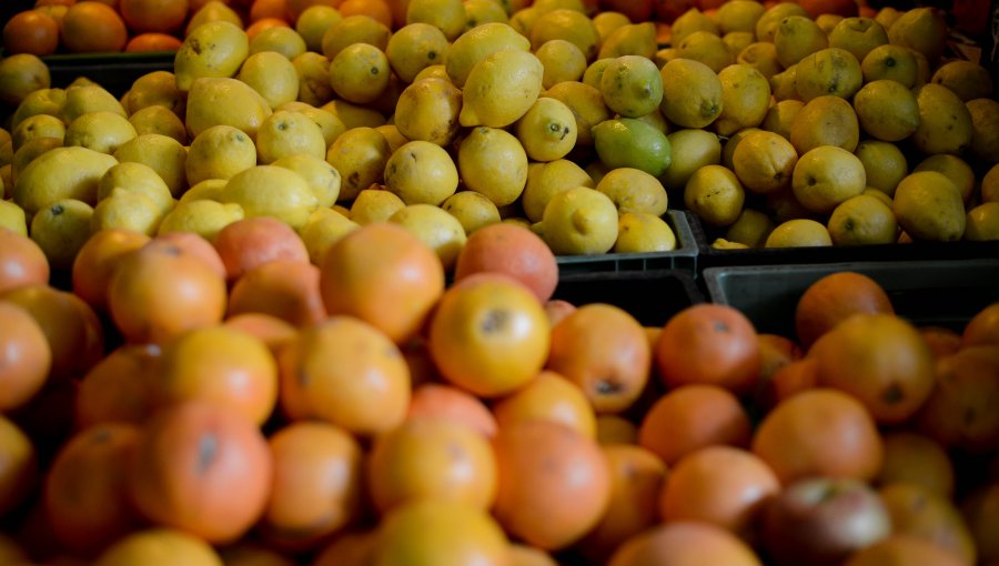 Ministro de Agricultura declaró a Chile como libre de la Mosca de la Fruta