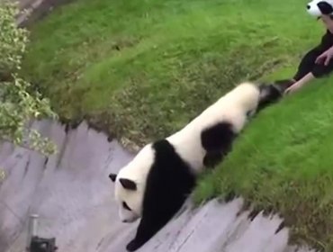 El rescate de un panda bebé en zoológico de Japón