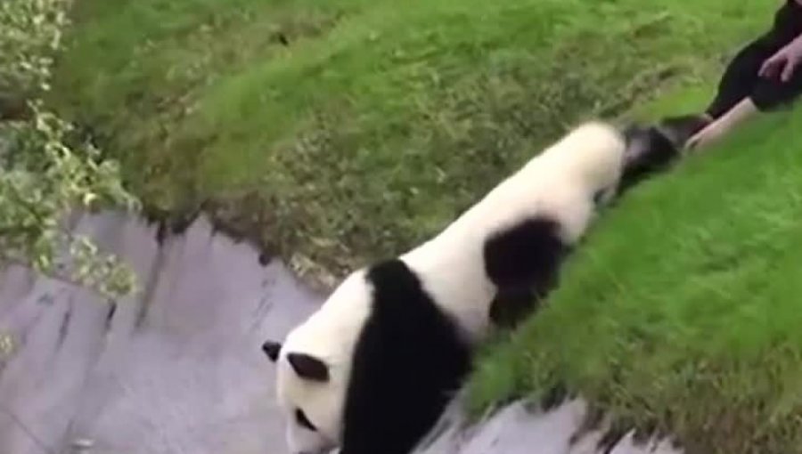 El rescate de un panda bebé en zoológico de Japón