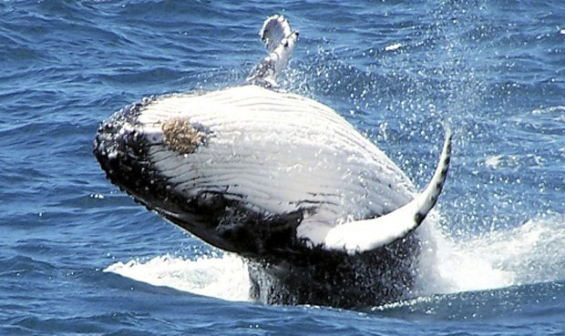 Más de 30 países presentan una protesta contra la caza de ballenas de Japón