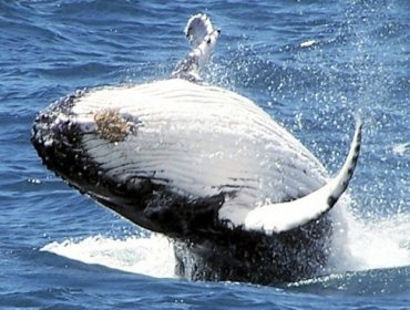 Más de 30 países presentan una protesta contra la caza de ballenas de Japón