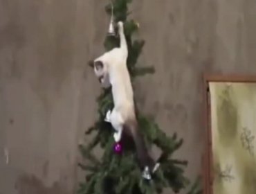 Tiernos gatos atacando árboles de Navidad.