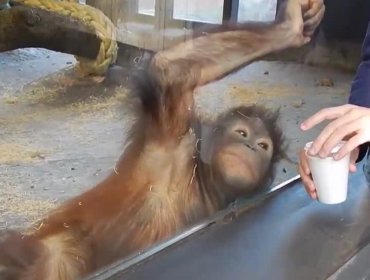 Orangután ríe a carcajadas con un simple truco de magia