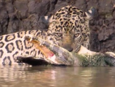 Impactante pelea de un hambriento jaguar contra un caimán