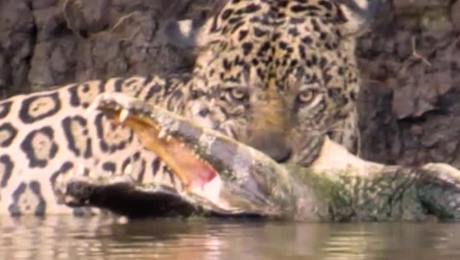 Impactante pelea de un hambriento jaguar contra un caimán