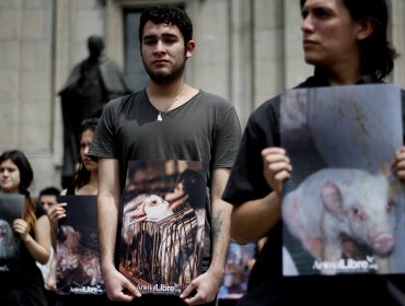 Veganos celebran este sábado el Día Internacional de los Derechos Animales