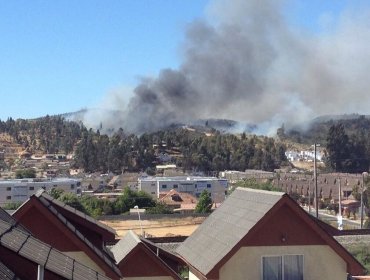 CONAF y Bomberos controlaron incendio forestal en el sector Las Vegas de Villa Alemana