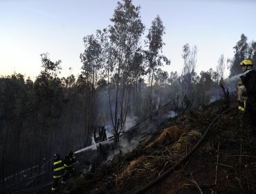 Incendio forestal afecta a varias hectáreas en Til Til