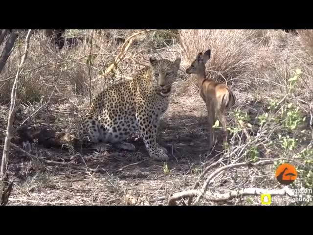 Impactante video capta a un leopardo jugando con una gacela perdida