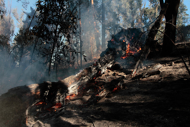 Alerta roja por incendio forestal en ruta Las Palmas de Viña del Mar