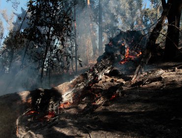 Alerta roja por incendio forestal en ruta Las Palmas de Viña del Mar