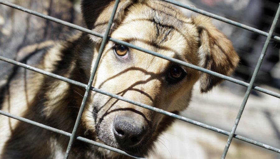 Vecinos anuncian “cadena humana” para evitar desalojo de canil