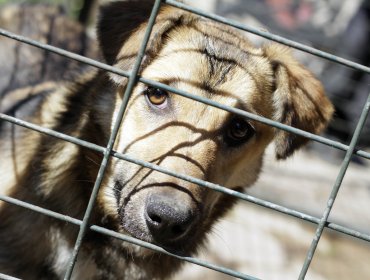 Vecinos anuncian “cadena humana” para evitar desalojo de canil