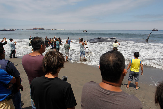 Ballena de 20 metros varó y fue rescatada en Iquique