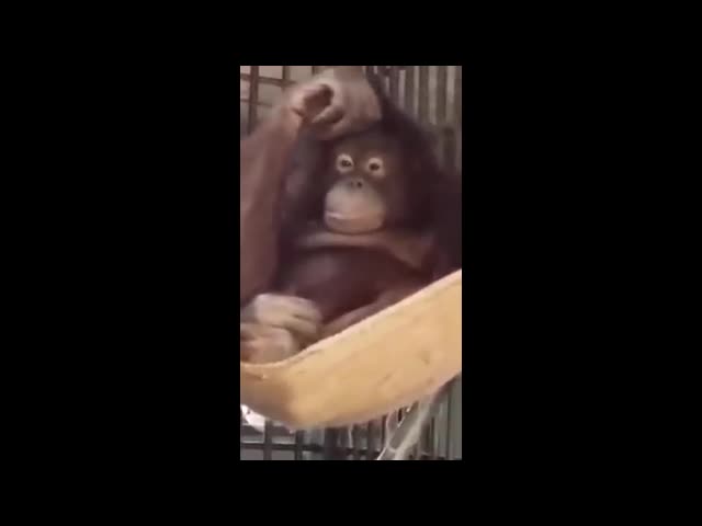 Orangután construye su propia hamaca para descansar en el zoológico