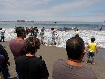 Ballena de 20 metros varó y fue rescatada en Iquique