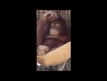 Orangután construye su propia hamaca para descansar en el zoológico