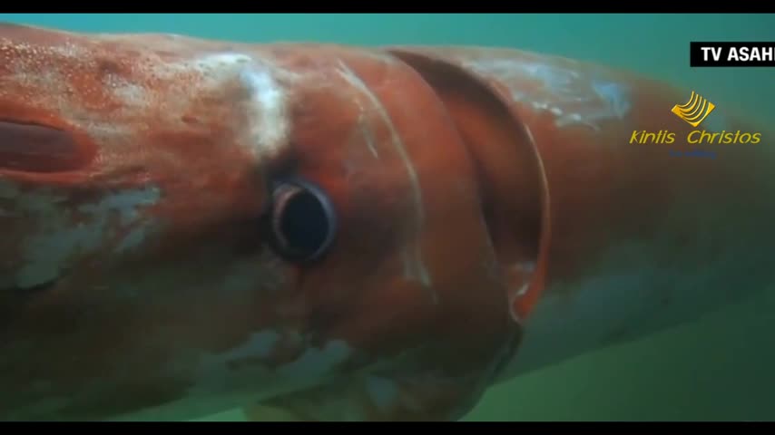 ¡Increíble! calamar gigante sorprende en las costas de Japón