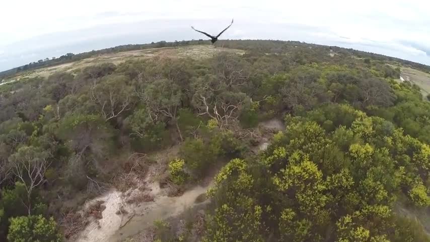 El ave valiente que atrapó el dron