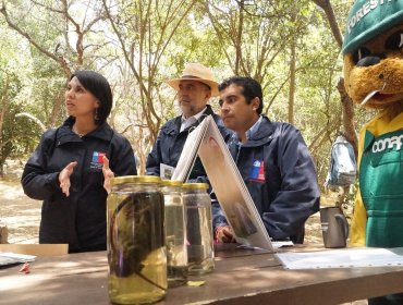 Autoridades entregaron consejos de prevención de virus hanta en parque La Campana