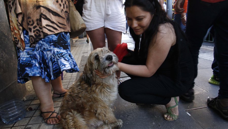 Apedrearon restorán peruano por garzón que quemó a perro con agua hirviendo