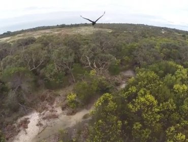 El ave valiente que atrapó el dron