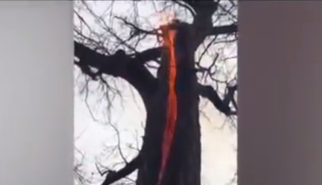 Video: Árbol diabólico: Arde por dentro, pero no se quema