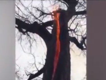 Video: Árbol diabólico: Arde por dentro, pero no se quema