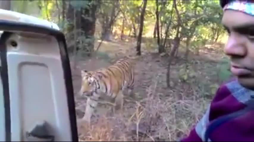 Estas son las aterradoras imágenes que muestran lo cerca que estuvo un turista con un tigre