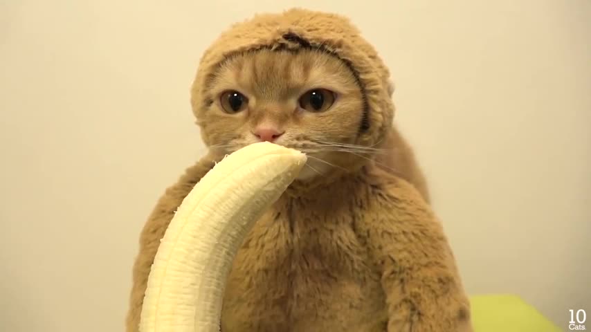 Simpático felino come banana como si fuera un mono