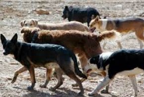 Jauría de perros salvajes mata a más de 40 animales en el norte del país