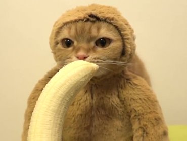 Simpático felino come banana como si fuera un mono