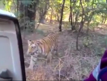 Estas son las aterradoras imágenes que muestran lo cerca que estuvo un turista con un tigre