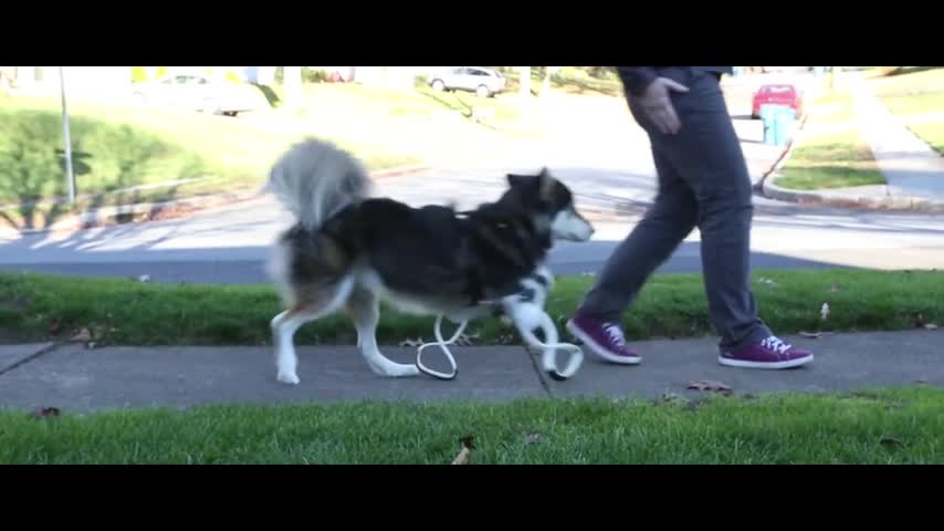 Esta prótesis 3D permitió a este perro volver a caminar