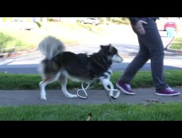 Esta prótesis 3D permitió a este perro volver a caminar