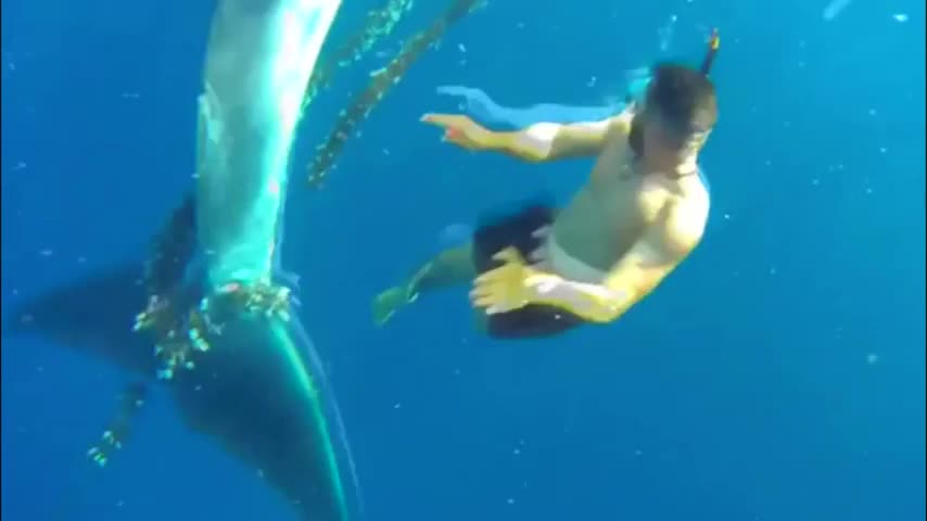 Video muestra la heroica acción de dos jóvenes para liberar a una ballena