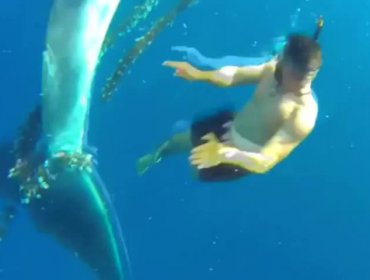 Video muestra la heroica acción de dos jóvenes para liberar a una ballena