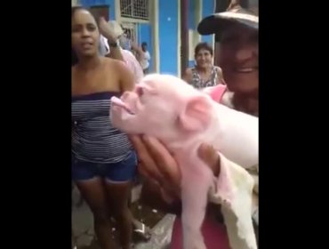 Cerdo cara de mono causa furor en la web