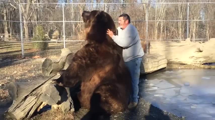 Mira la tierna relación de este enorme oso con su cuidador