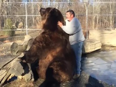 Mira la tierna relación de este enorme oso con su cuidador